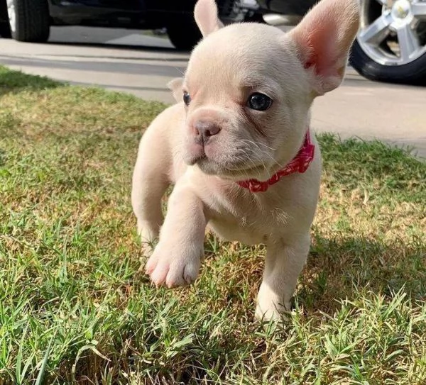 cuccioli di bulldog francese  | Foto 0