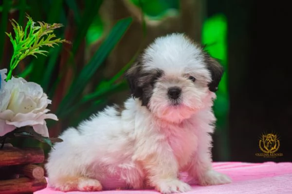 cuccioli di shih tzu 