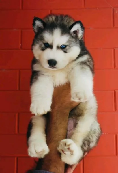 adorabilissimi cuccioli di siberian husky.