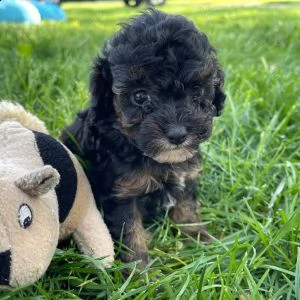 adorabili cuccioli di barboncino | Foto 1
