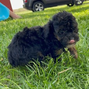 adorabili cuccioli di barboncino
