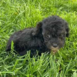 adorabili cuccioli di barboncino | Foto 0