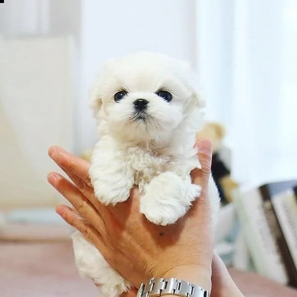 cuccioli maltesi in tazza