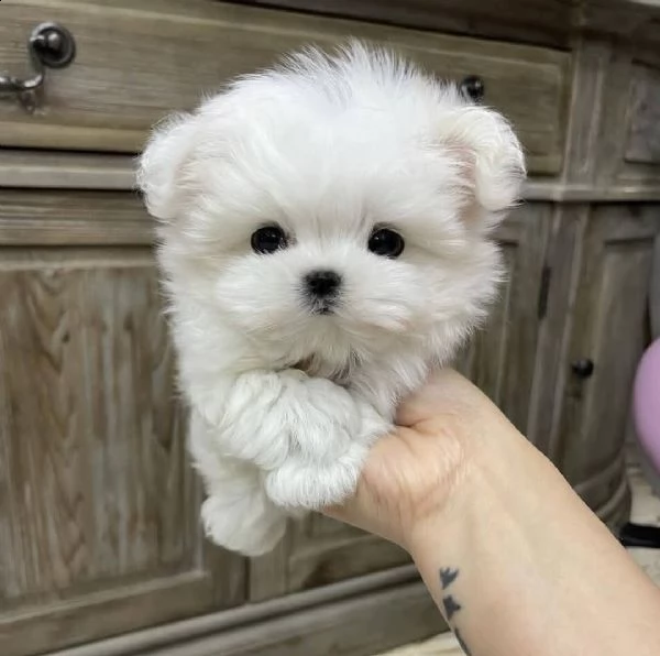 disponibile maltese toy ……. | Foto 0