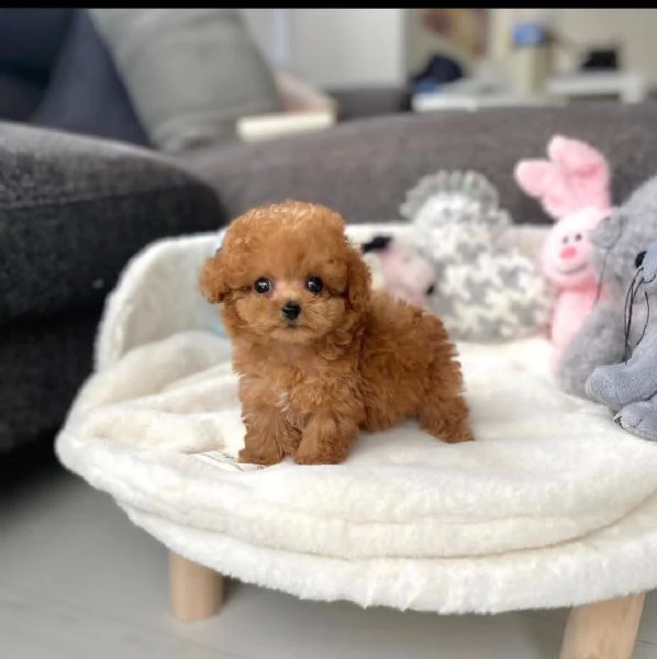 barboncino toy e nano disponibile…. | Foto 0