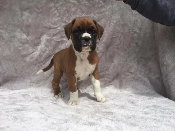 cuccioli di boxer sani in vendita. | Foto 0
