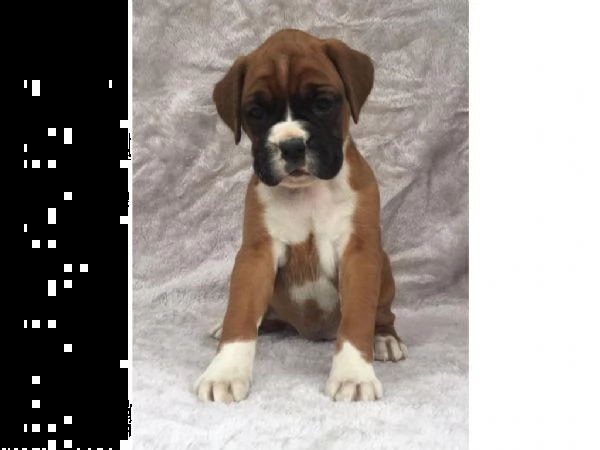 cuccioli di boxer sani in vendita.