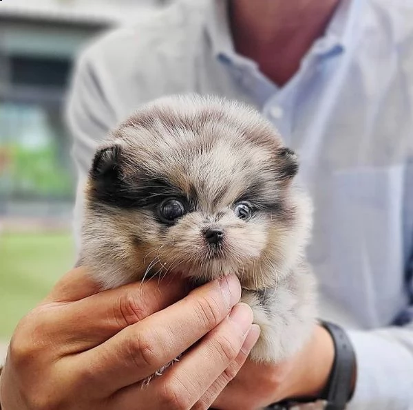 bellissimi cuccioli di pomerania disponibili | Foto 1