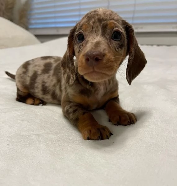 cuccioli di bassotto. | Foto 0