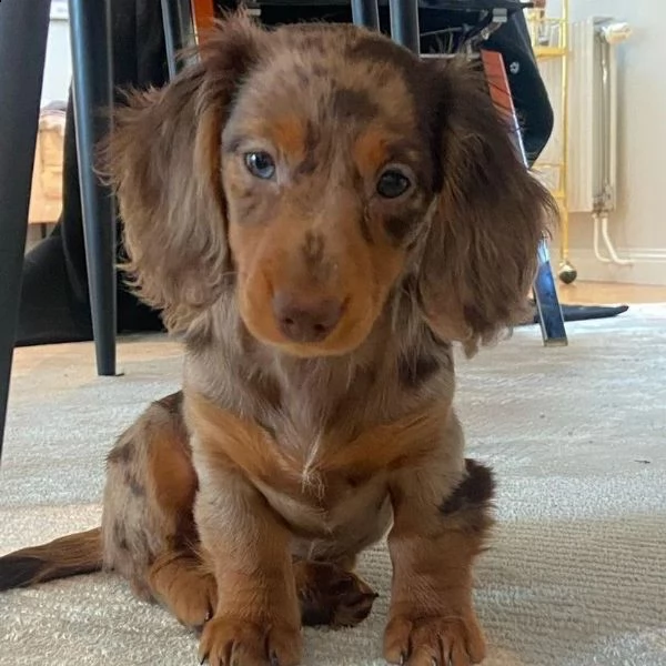 cuccioli di bassotto.