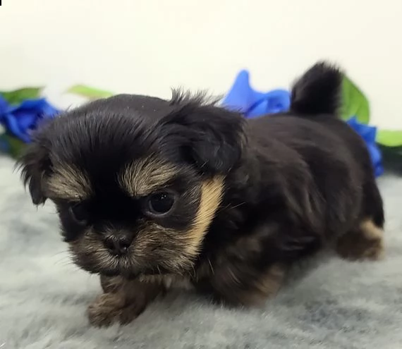 cuccioli di shih tzu per il richiamo