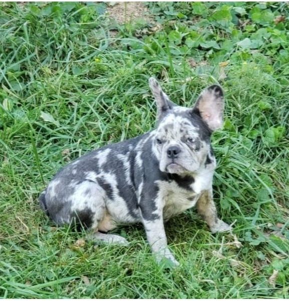 cuccioli di bulldog francesi super adorabili. | Foto 2