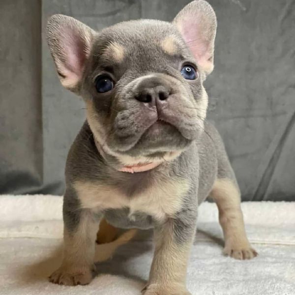 cuccioli di bulldog francesi super adorabili. | Foto 1