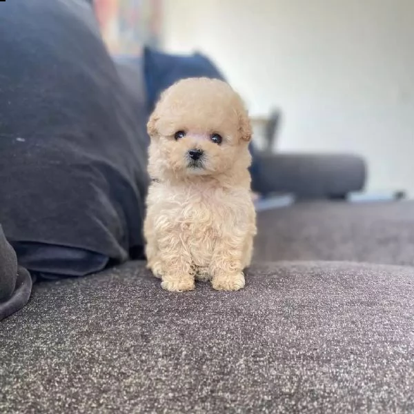 cuccioli di barboncino di razza | Foto 2