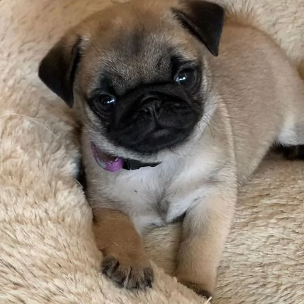 cuccioli di carlino per l'adozione