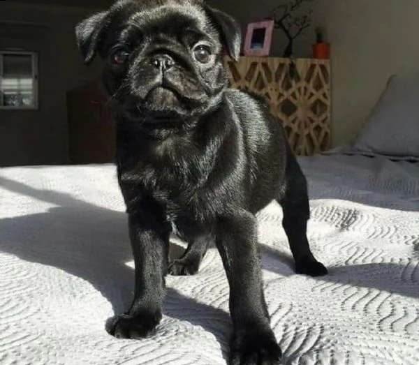 regalo carlino disponibile [at][at][at][at][at][at]