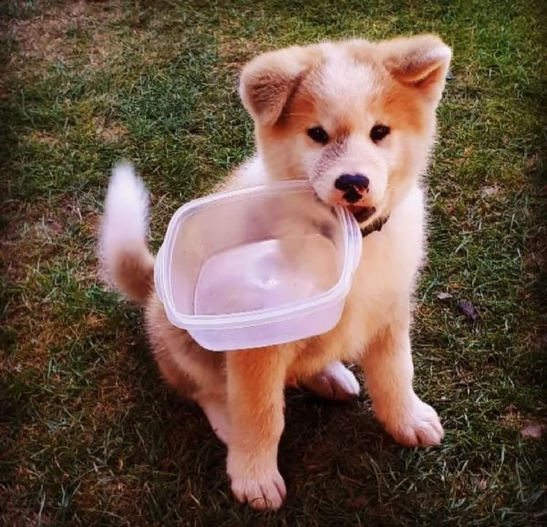 regalo akita-inu[at][at][at][at][at] | Foto 0