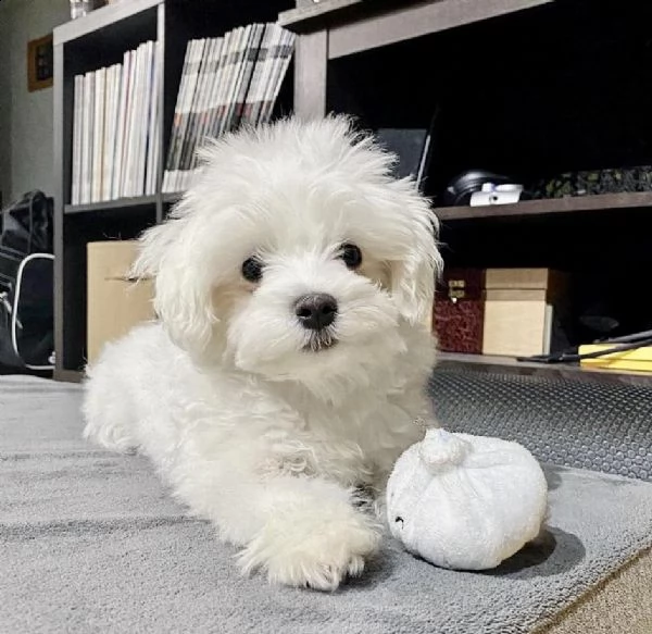 disponibile maltese  toy [at][at][at][at][at][at]