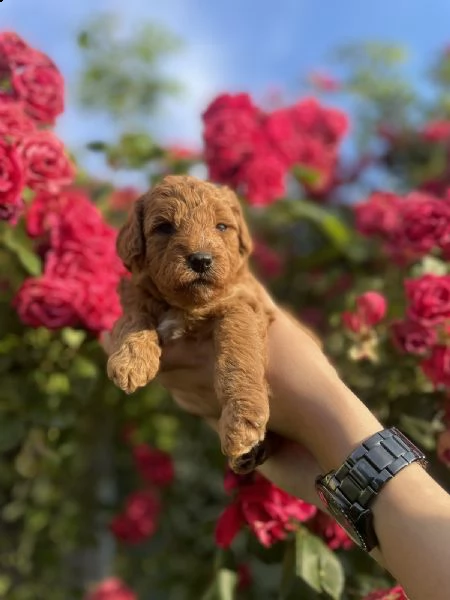 barboncino in miniatura cuccioli | Foto 0