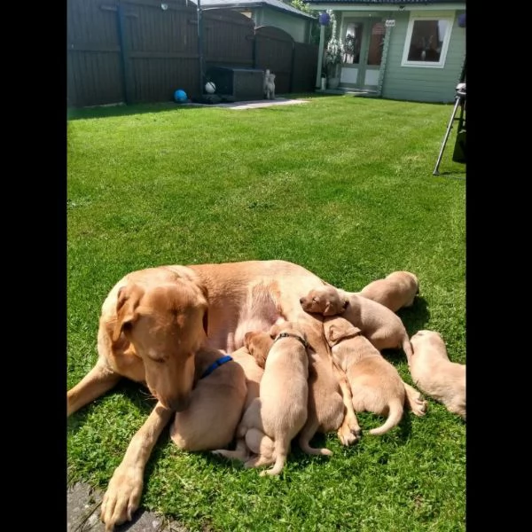 chubby labrador retriever in vendita.