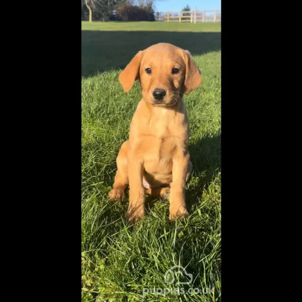 chubby labrador retriever in vendita. | Foto 2