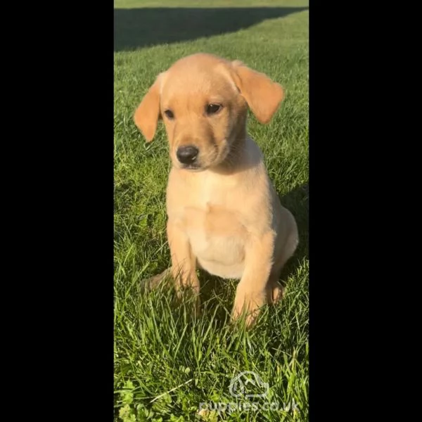 chubby labrador retriever in vendita. | Foto 1