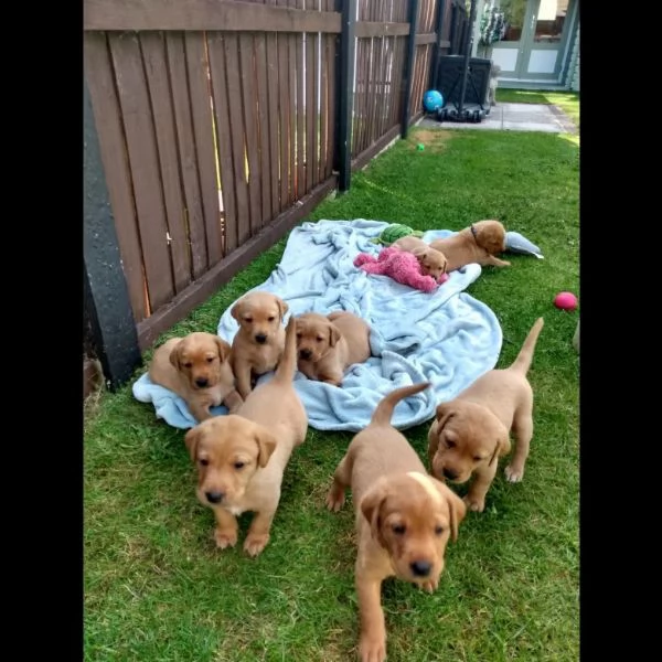 chubby labrador retriever in vendita. | Foto 0