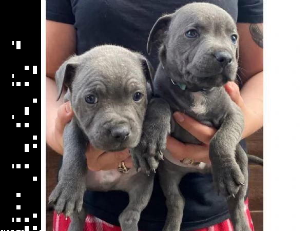 intelligente staffordshire bull terrier. | Foto 3