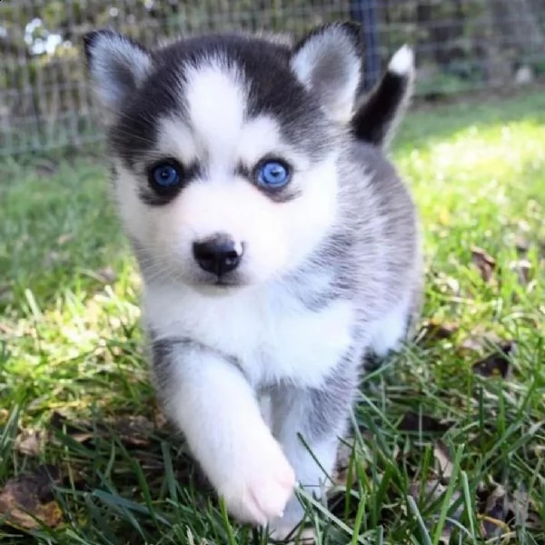 cuccioli di siberian husky di qualità