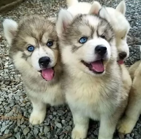 bellissimi cuccioli di siberian husky dagli occhi azzurri