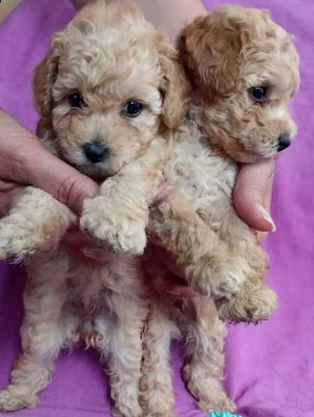 barboncino nano cuccioli in vendita | Foto 0