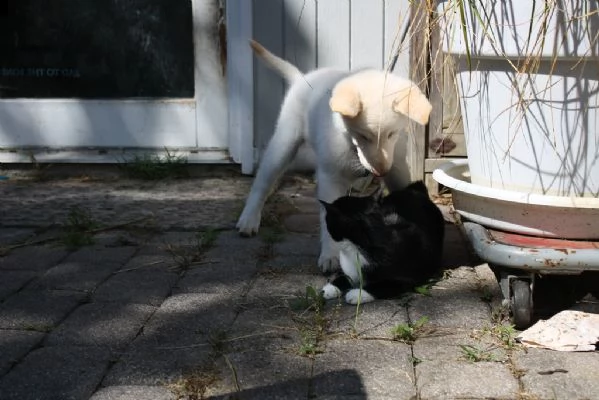 cucciolata di razza pastore svizzero | Foto 0