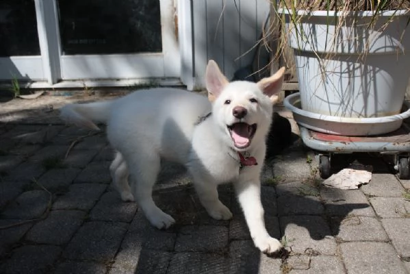 cucciolata di razza pastore svizzero