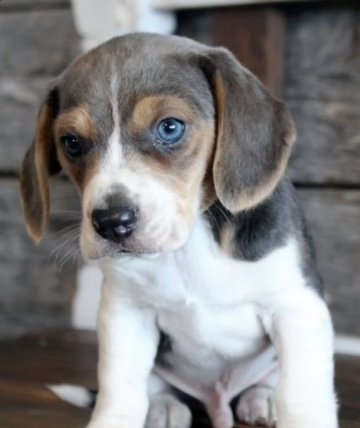 regalo beagle disponibile maschio e femmina [at][at][at][at]
