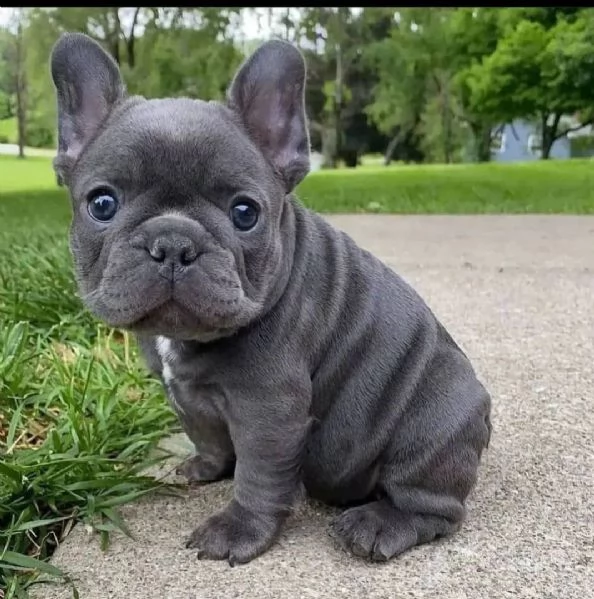 regalo bouledogue disponibile!!!!!!!!!