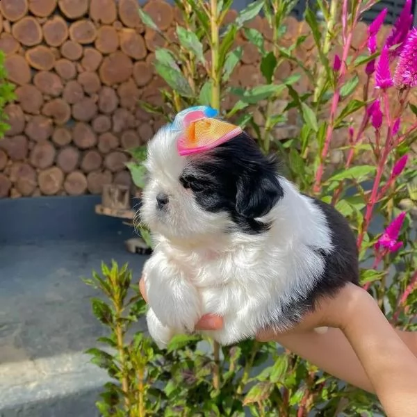 regalo mini shitzu …..