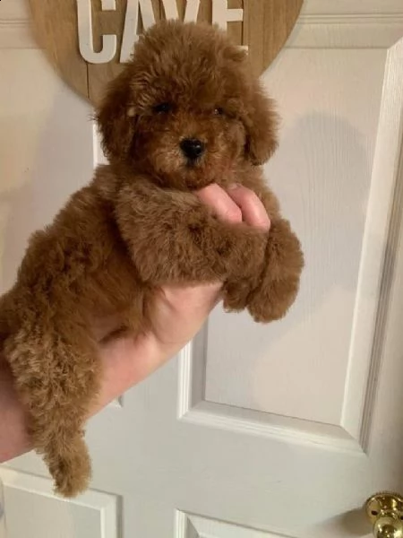 cuccioli di cane barboncino toy | Foto 0