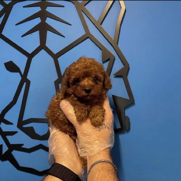 barboncino toy maschio e femmina | Foto 0