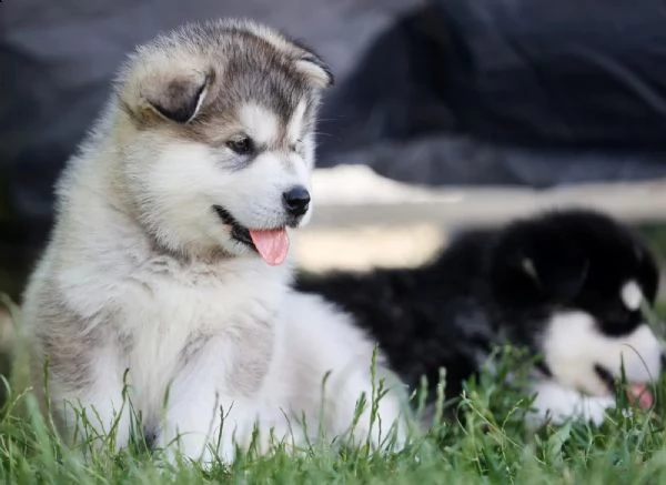  cuccioli di alaskan malamute cercano casa | Foto 2
