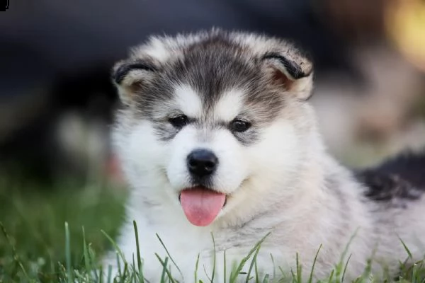  cuccioli di alaskan malamute cercano casa | Foto 1