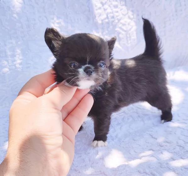adorabili cuccioli di chihuahua eccezionali in cerca di una nuova casa adorabili cuccioli di chihuah