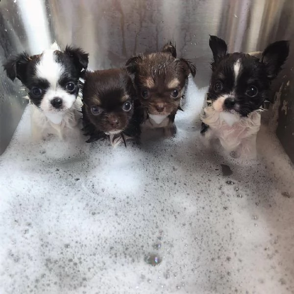 cuccioli di chihuahua maschi e femmine disponibili per una casa premurosa e amorevole.   sono molto 