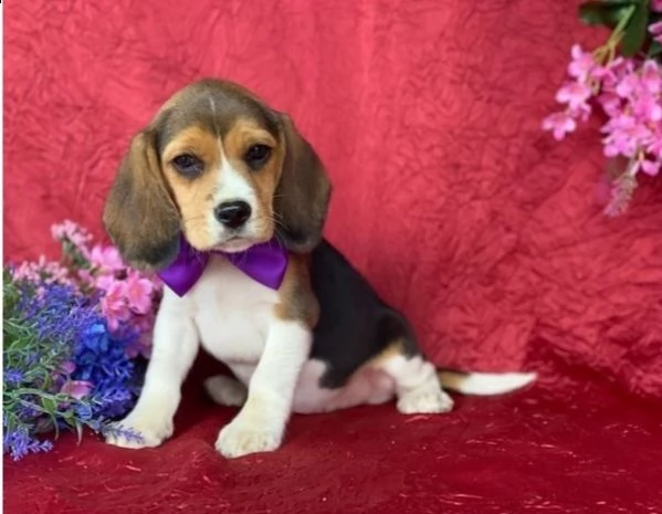 cuccioli di beagle | Foto 0