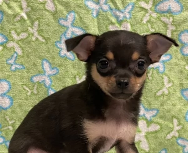 cuccioli di chihuahua