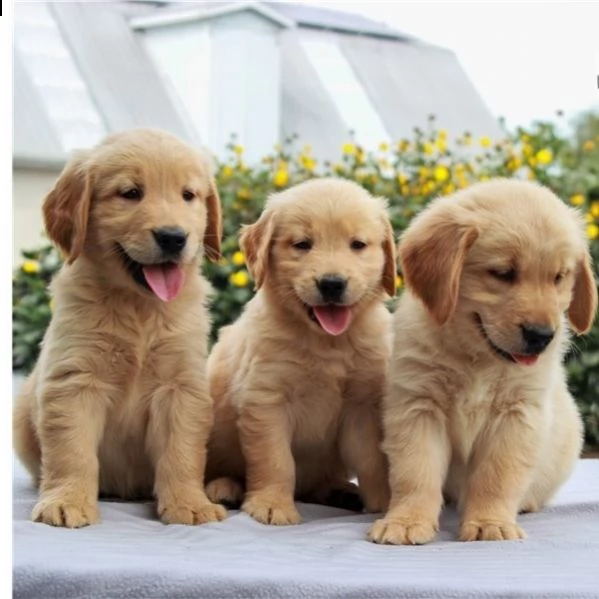 cuccioli di golden retriever con documenti | Foto 0