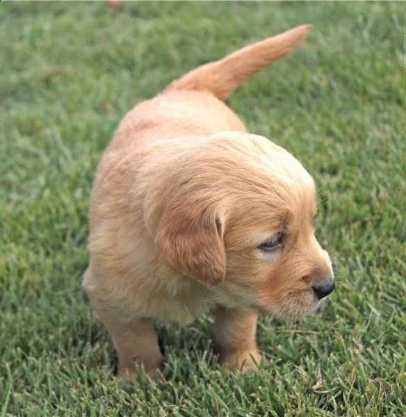 cuccioli di golden retriever con documenti