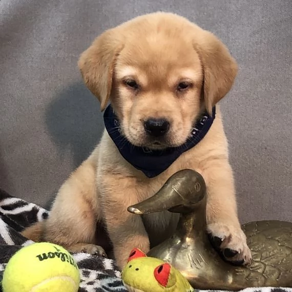 cuccioli di labrador