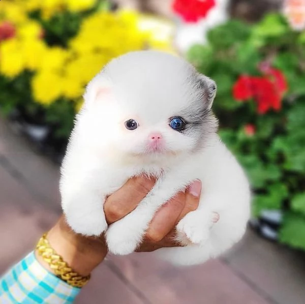 bellissimi cuccioli di pomerania disponibili | Foto 1