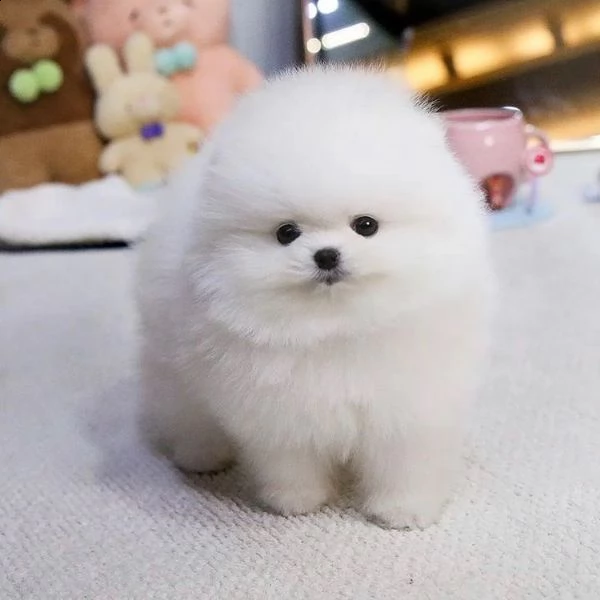 bellissimi cuccioli di pomerania disponibili