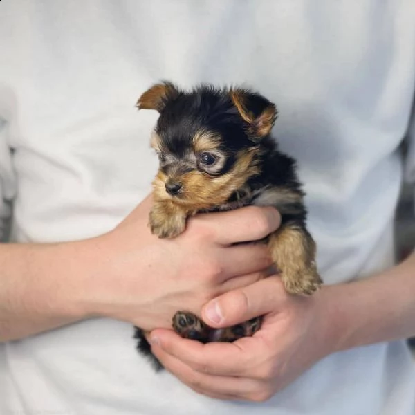 splendidi piccoli cuccioli di yorkie per l'adozione.  | Foto 2